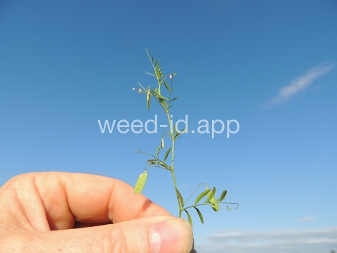 vetch, four seeded